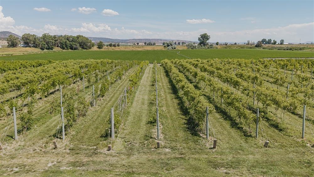 a broad view of the lush grapevine in Volcanic Winery