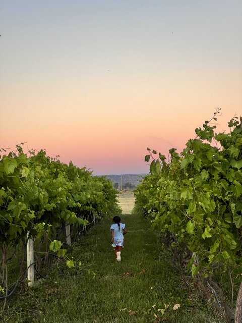 A little girl enjoying the vineyard