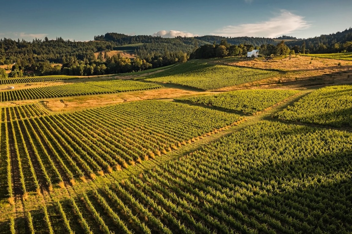 expansive view of grape vines across a hillside on a sunny day