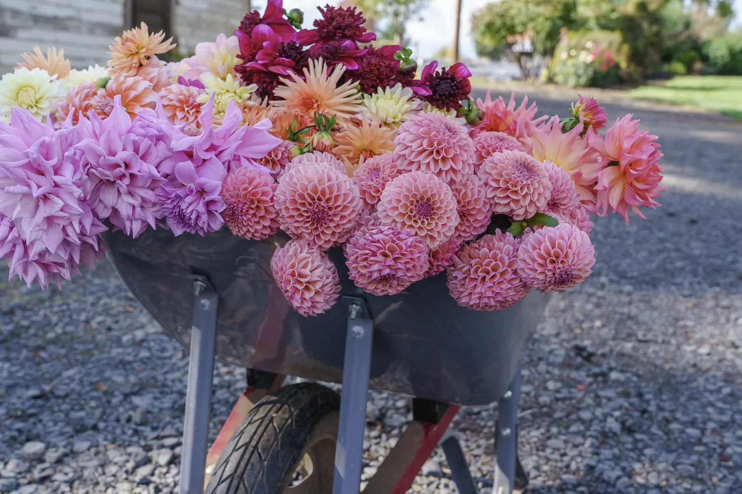 wheelbarrow full of pink, orange, yellow and magenta flowers