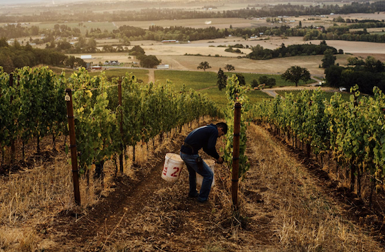 Rows of vines in the late afternoon sun being tended to by a grower