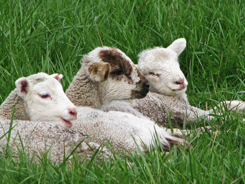 Three white baby lambs cuddling in the green grass