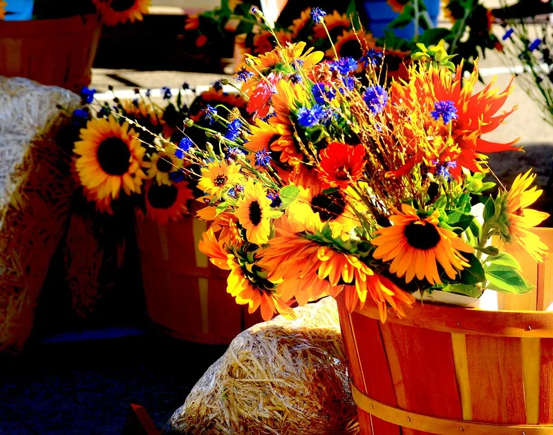 Wooden baskets filled with vibrant yellow sunflowers and blue cornflower