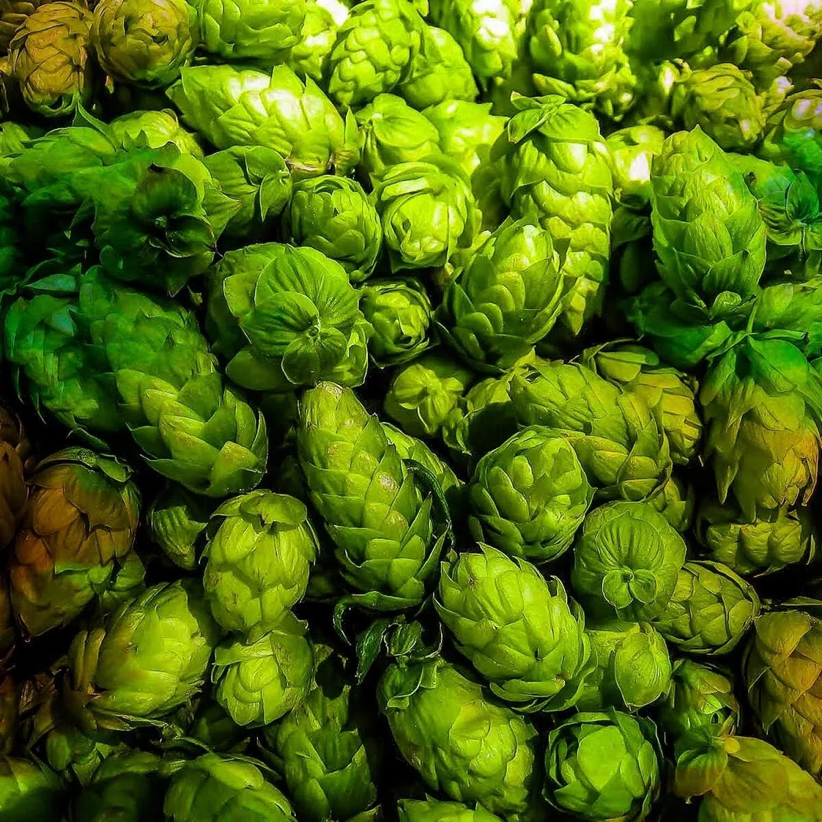 Image for Fresh Hop Pop-Up Beer Fest