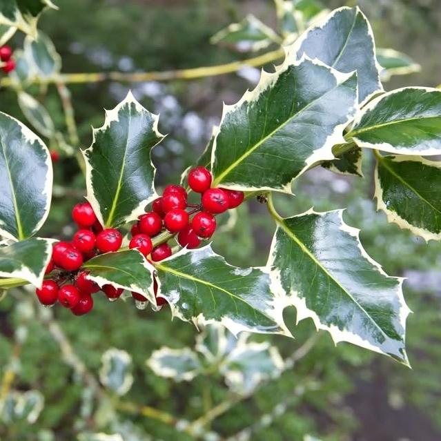 Image for Winter Magic: Card-making of Love, Light and Hope