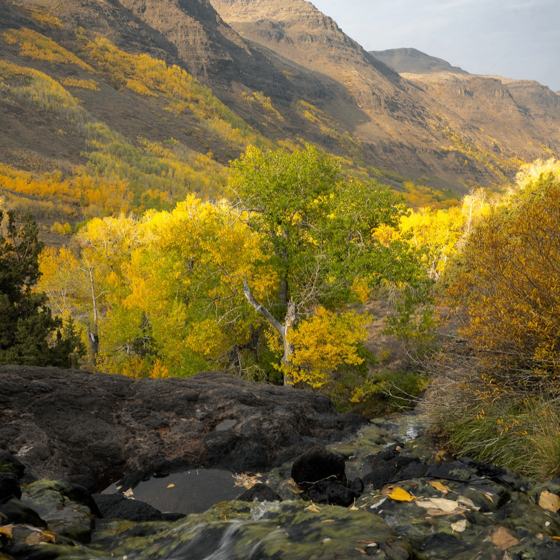 Image for Rooted in Eastern Oregon: High Desert Tree Identification