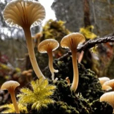 Image for Mushroom Identification Hike