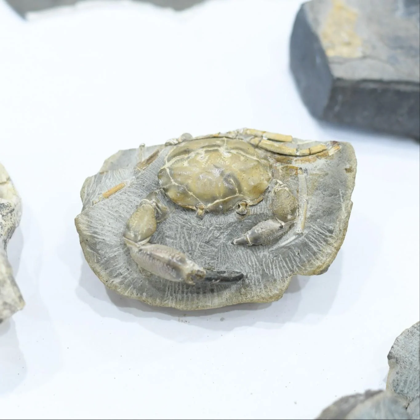Image for Portland Regional Gem and Mineral Show