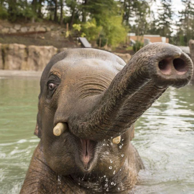 Image for ZooNights at the Oregon Zoo