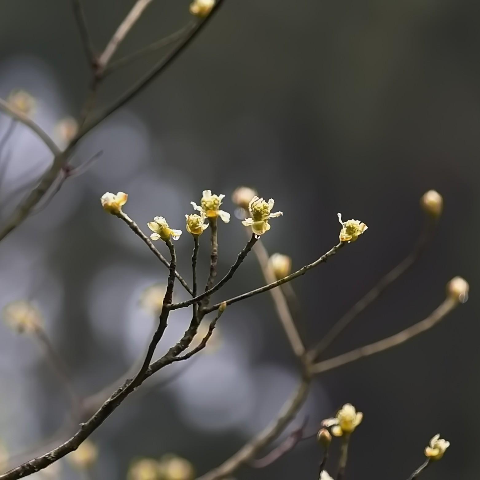 Image for Winter Plant ID
