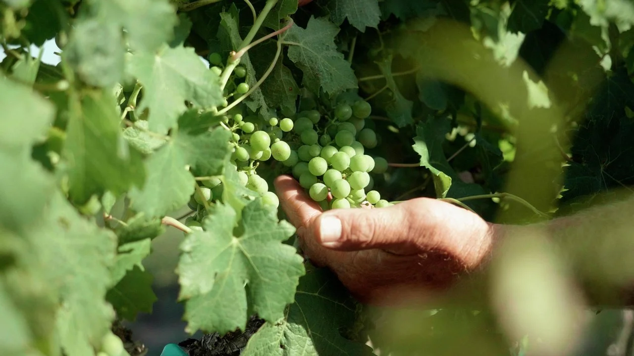 A hand gently cups a cluster of green grapes that will soon be made into wine.
