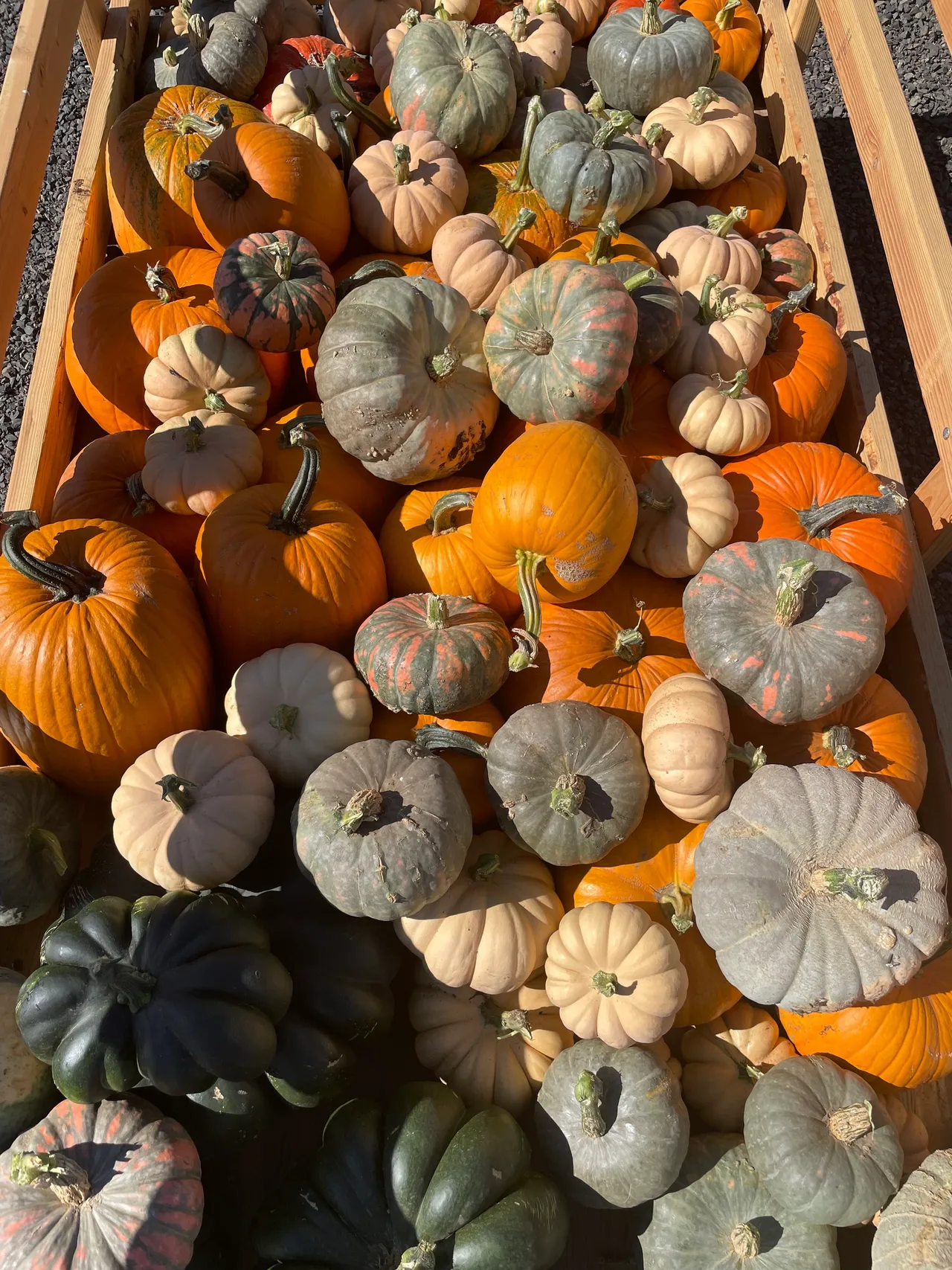 A cart full of different types of pumpkins ranging in color and size.