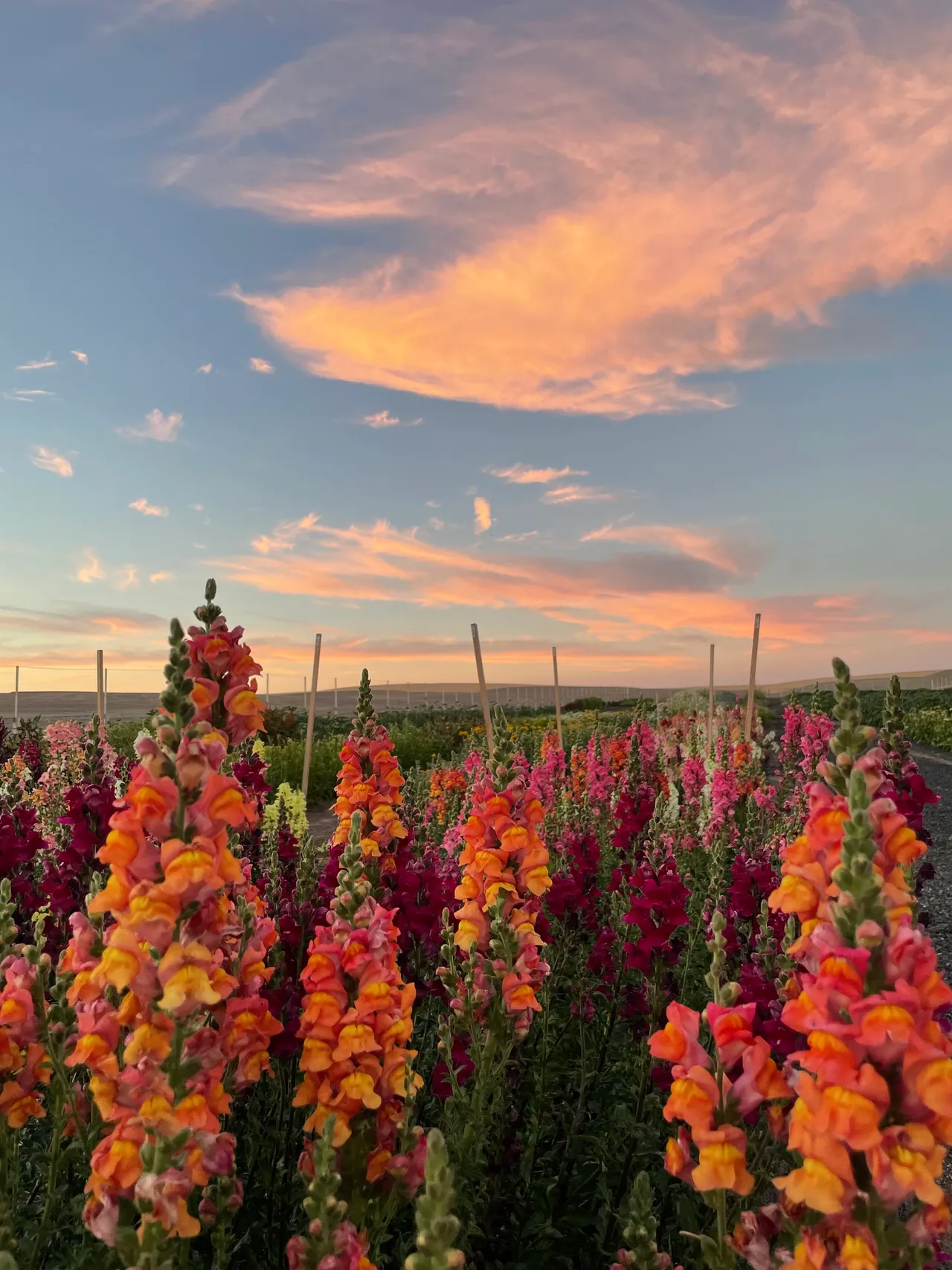 Beautiful orange, pink, red, and maroon flowers stand tall in front of a setting sun, turning the sky deep blue and orange.