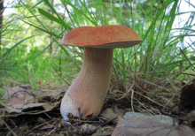 close up of mushroom with tall grass behind it